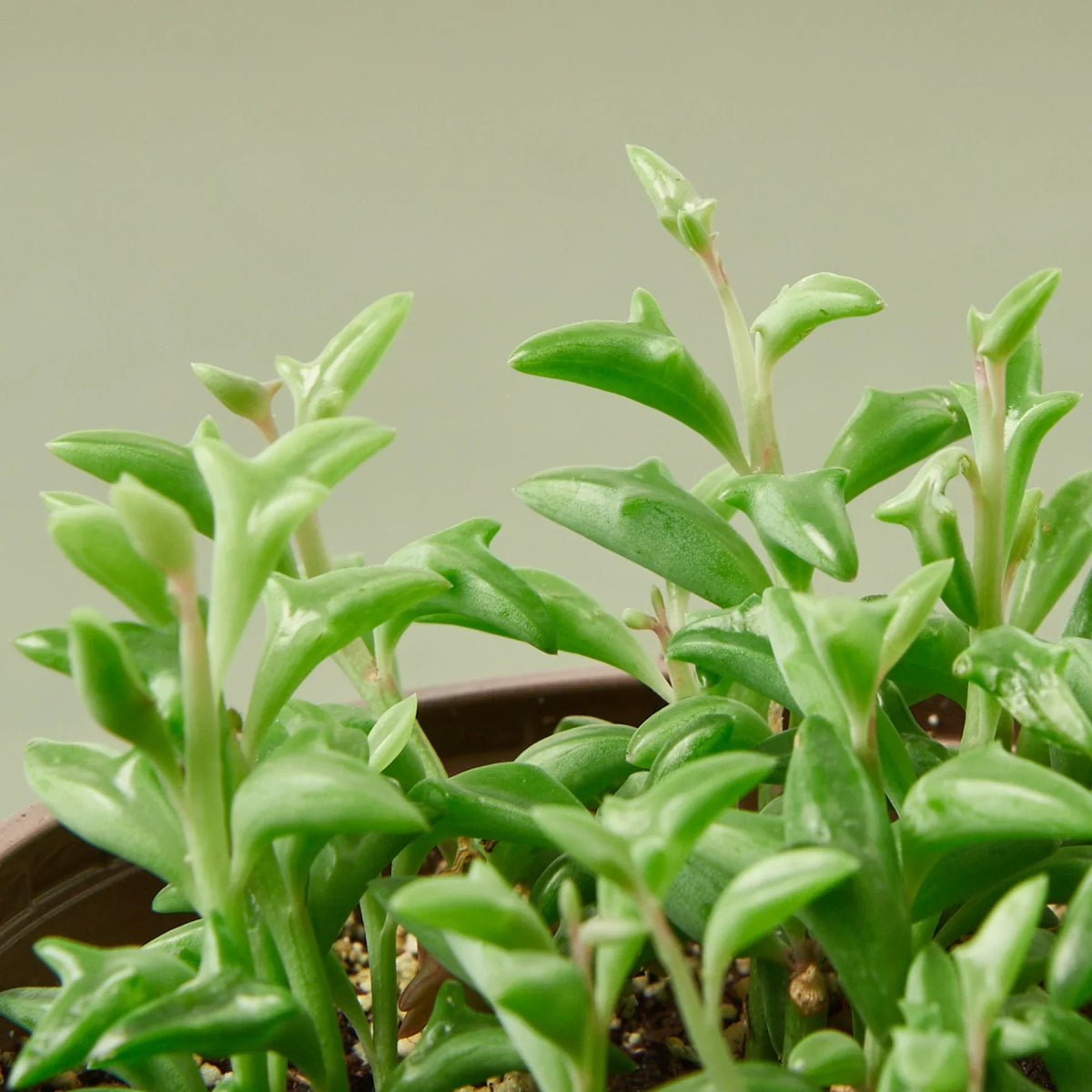 Curio 'String of Dolphins' Indoor Plant - Mental Houseplants™