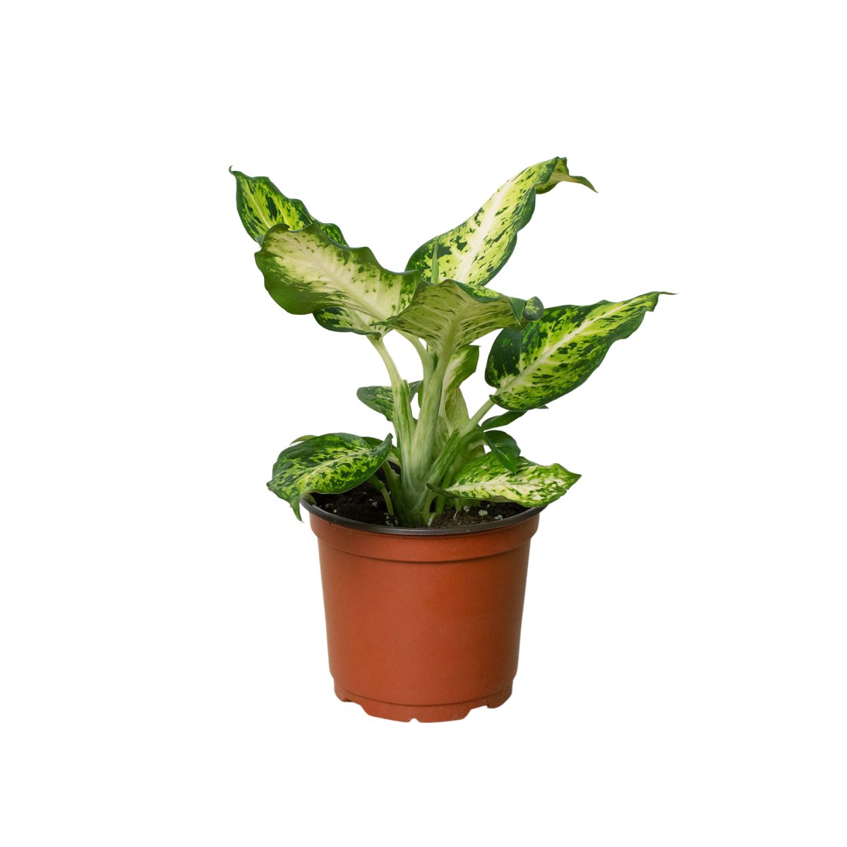 Dieffenbachia 'Amy' Indoor Plant - Mental Houseplants™