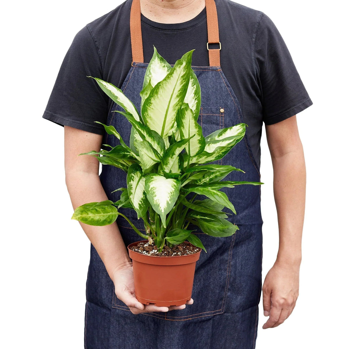 Dieffenbachia 'Camille' Indoor Plant - Mental Houseplants™