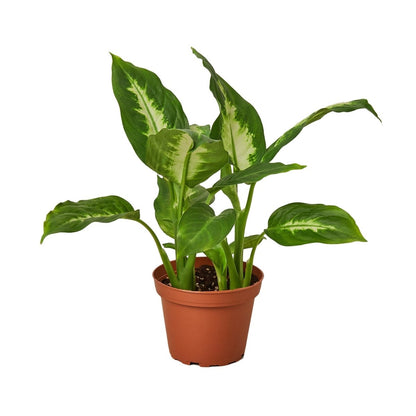 Dieffenbachia 'Camille' Indoor Plant - Mental Houseplants™