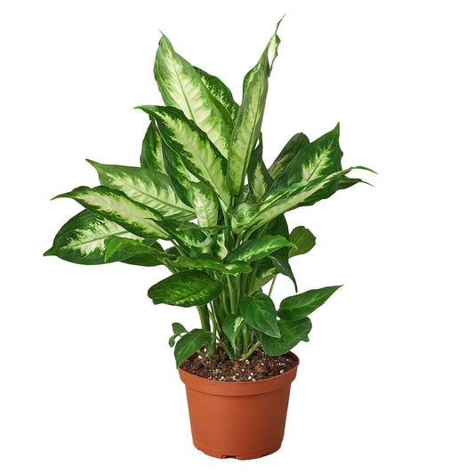 Dieffenbachia 'Camille' Indoor Plant - Mental Houseplants™