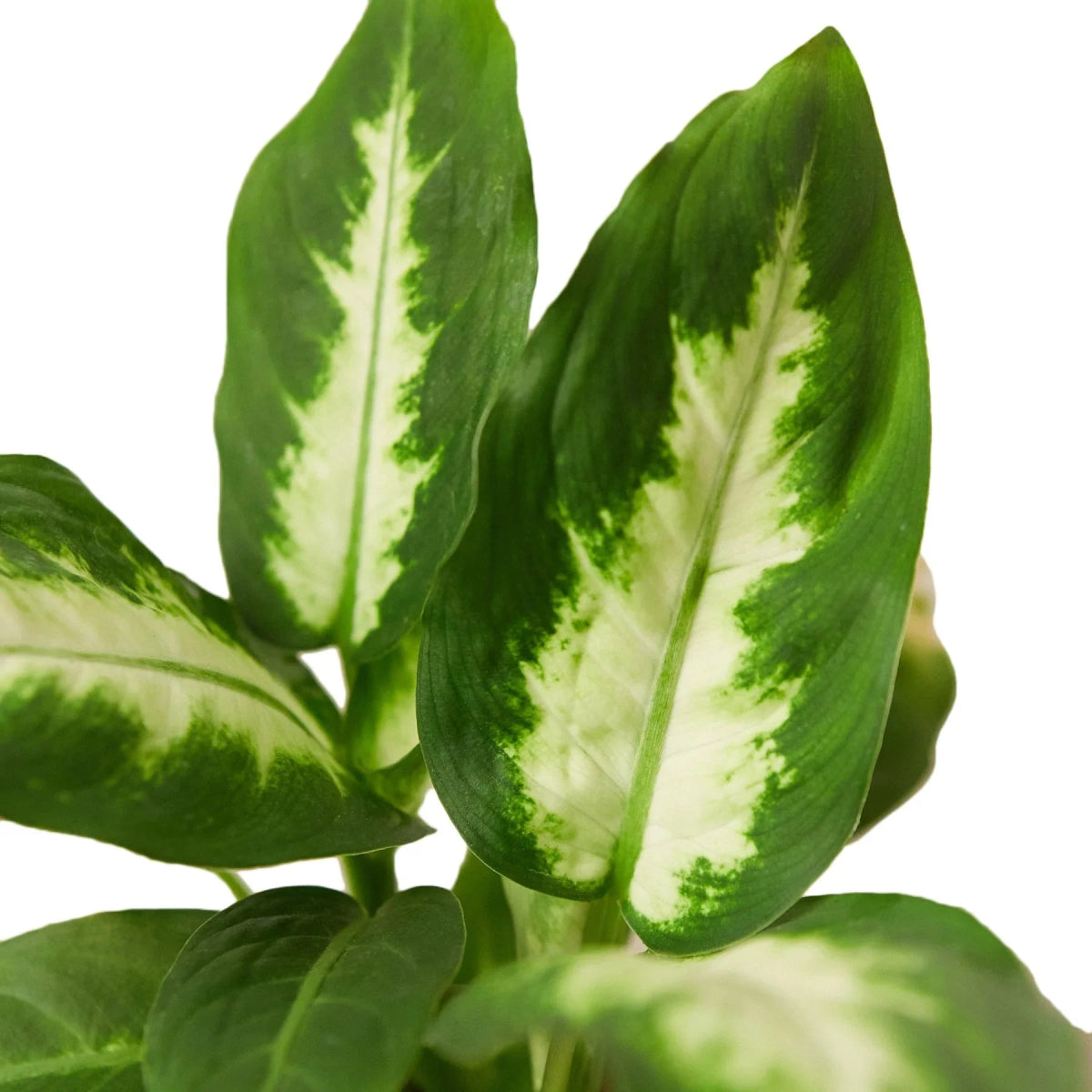 Dieffenbachia 'Camille' Indoor Plant - Mental Houseplants™