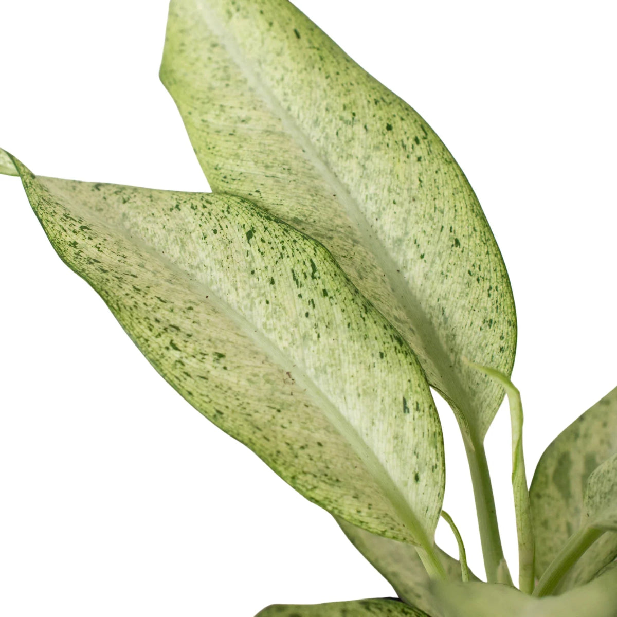 Dieffenbachia 'Camouflage' Indoor Plant - Mental Houseplants™