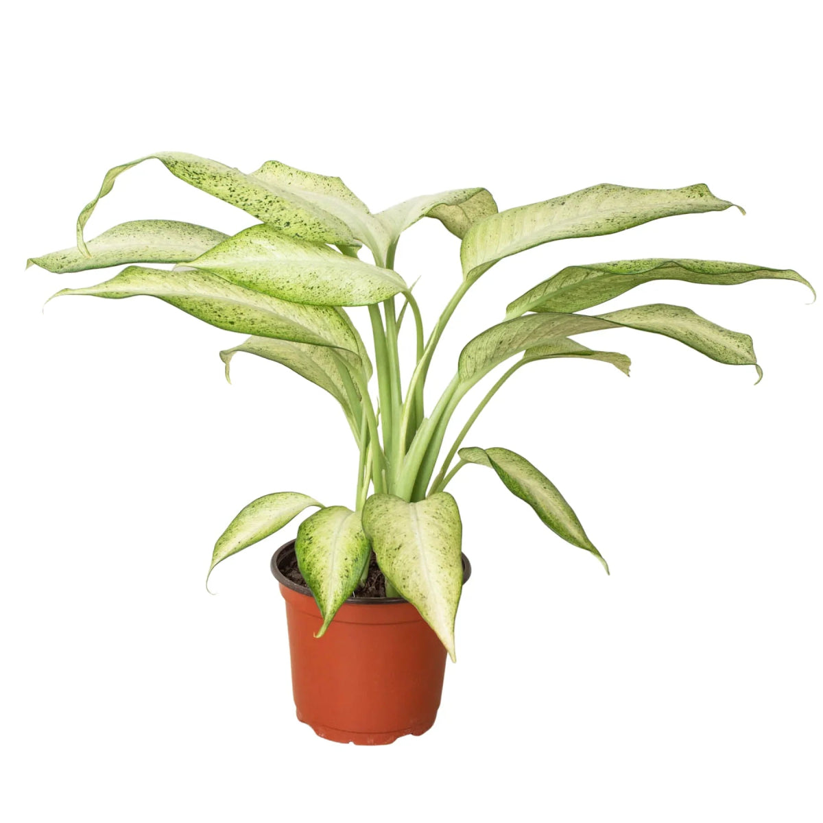 Dieffenbachia 'Camouflage' Indoor Plant - Mental Houseplants™