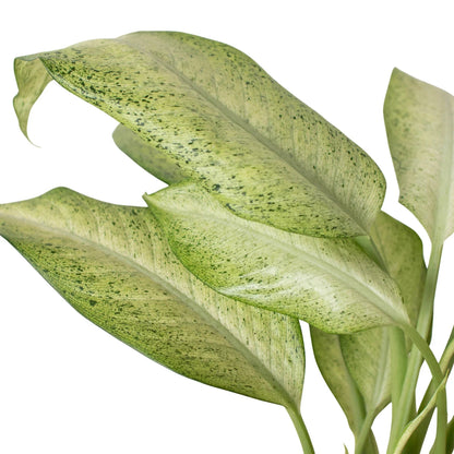 Dieffenbachia 'Camouflage' Indoor Plant - Mental Houseplants™