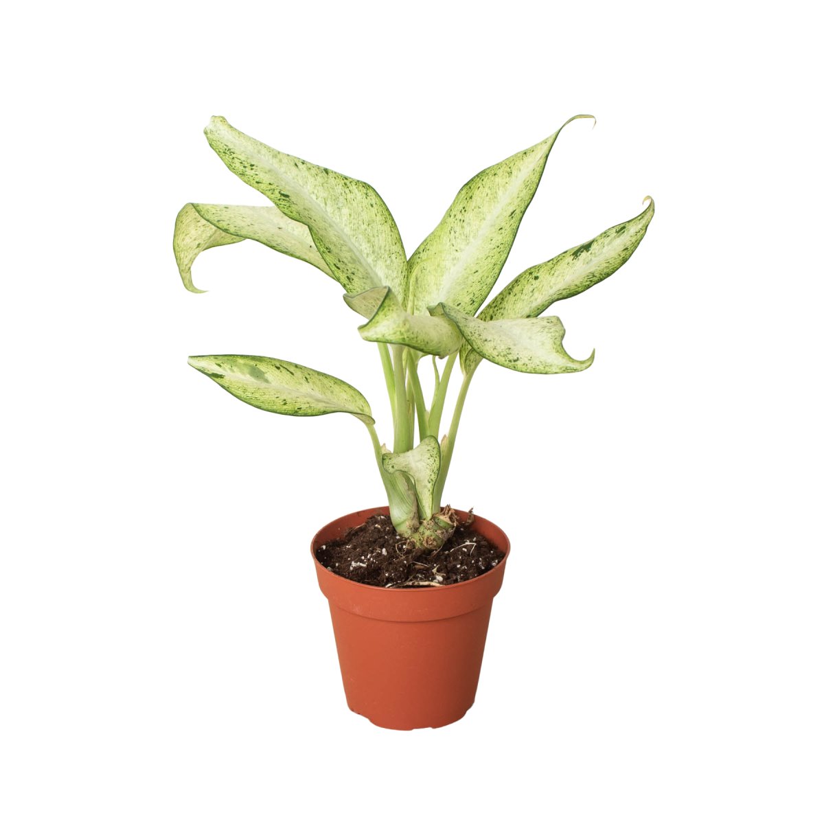 Dieffenbachia 'Camouflage' Indoor Plant - Mental Houseplants™