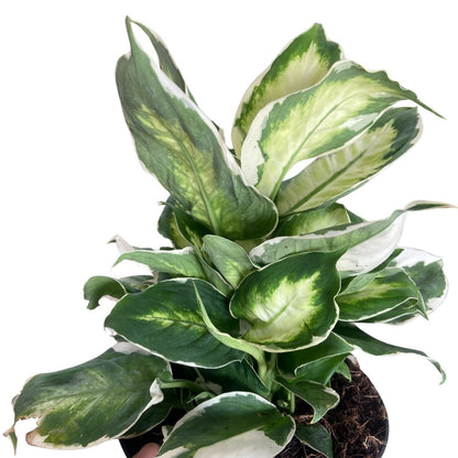 Dieffenbachia 'Cool Beauty' Indoor Plant - Mental Houseplants™