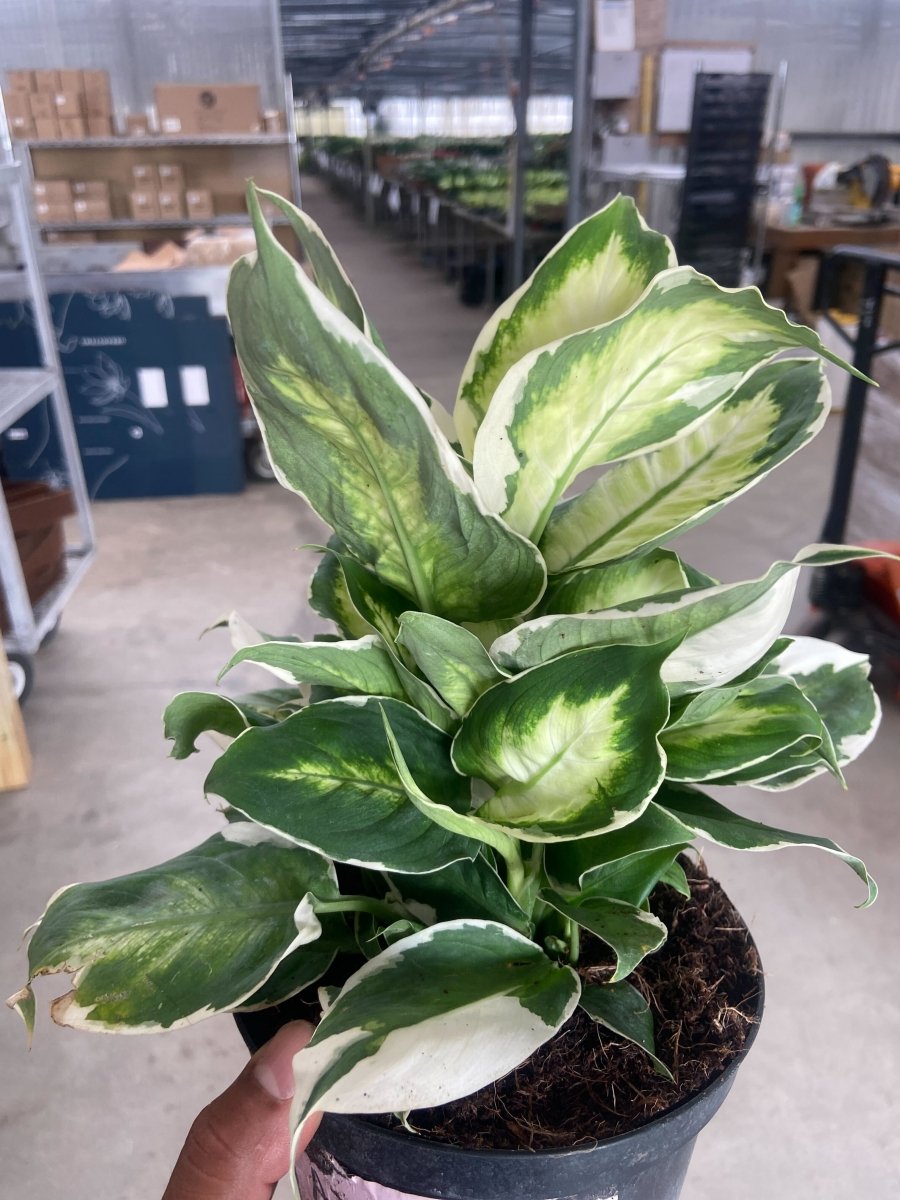 Dieffenbachia 'Cool Beauty' Indoor Plant - Mental Houseplants™