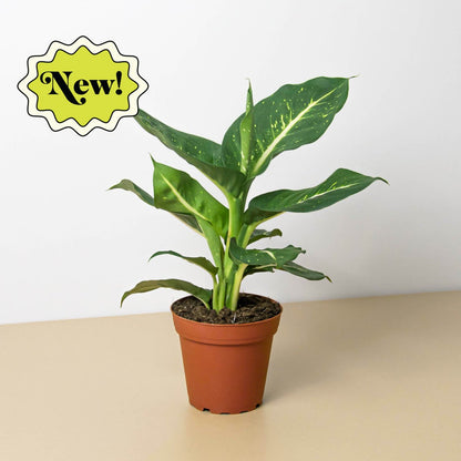 Dieffenbachia 'Leopard Lily' Indoor Plant - Mental Houseplants™