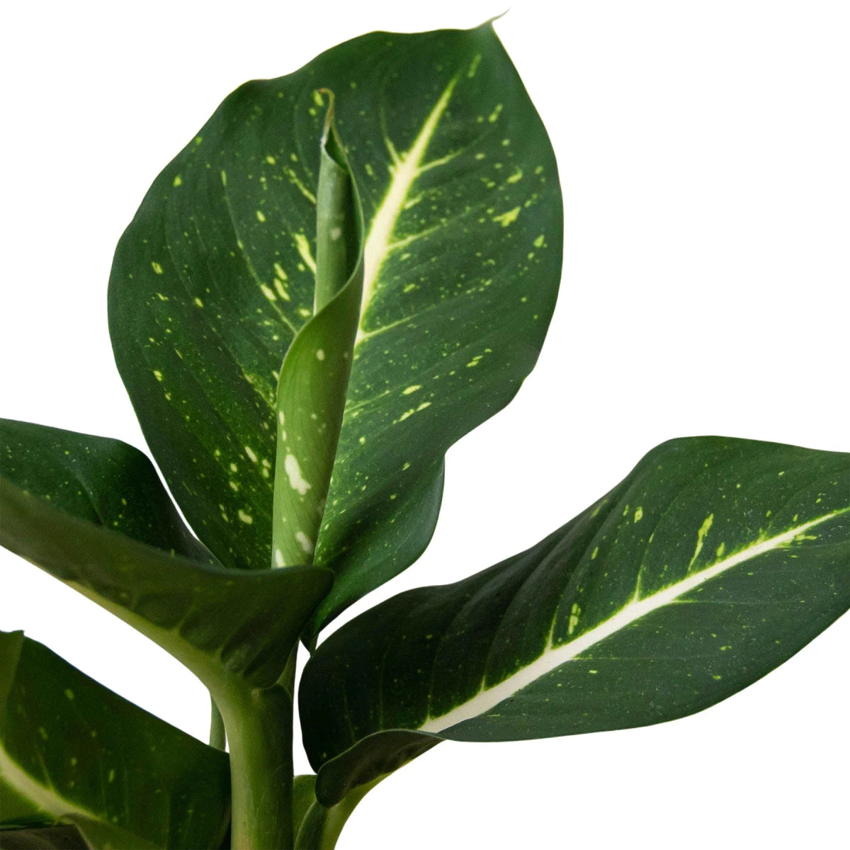 Dieffenbachia 'Leopard Lily' Indoor Plant - Mental Houseplants™