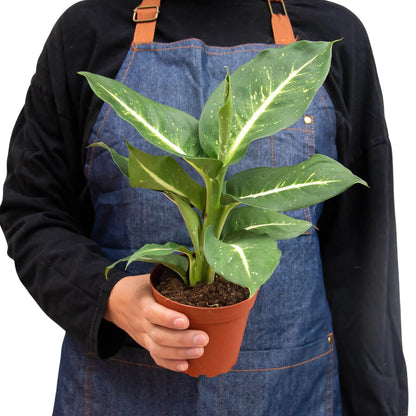 Dieffenbachia 'Leopard Lily' Indoor Plant - Mental Houseplants™