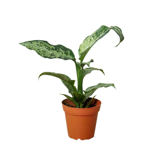 Dieffenbachia 'Memoria Corsii' Indoor Plant - Mental Houseplants™