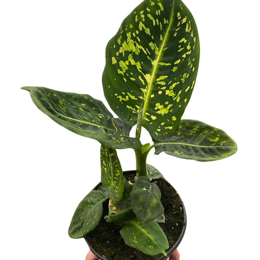 Dieffenbachia 'Reflector' Indoor Plant - Mental Houseplants™