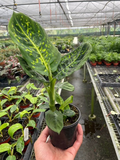 Dieffenbachia 'Reflector' Indoor Plant - Mental Houseplants™