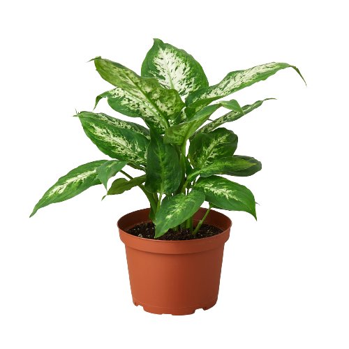 Dieffenbachia 'Tropic Snow' - Mental Houseplants™