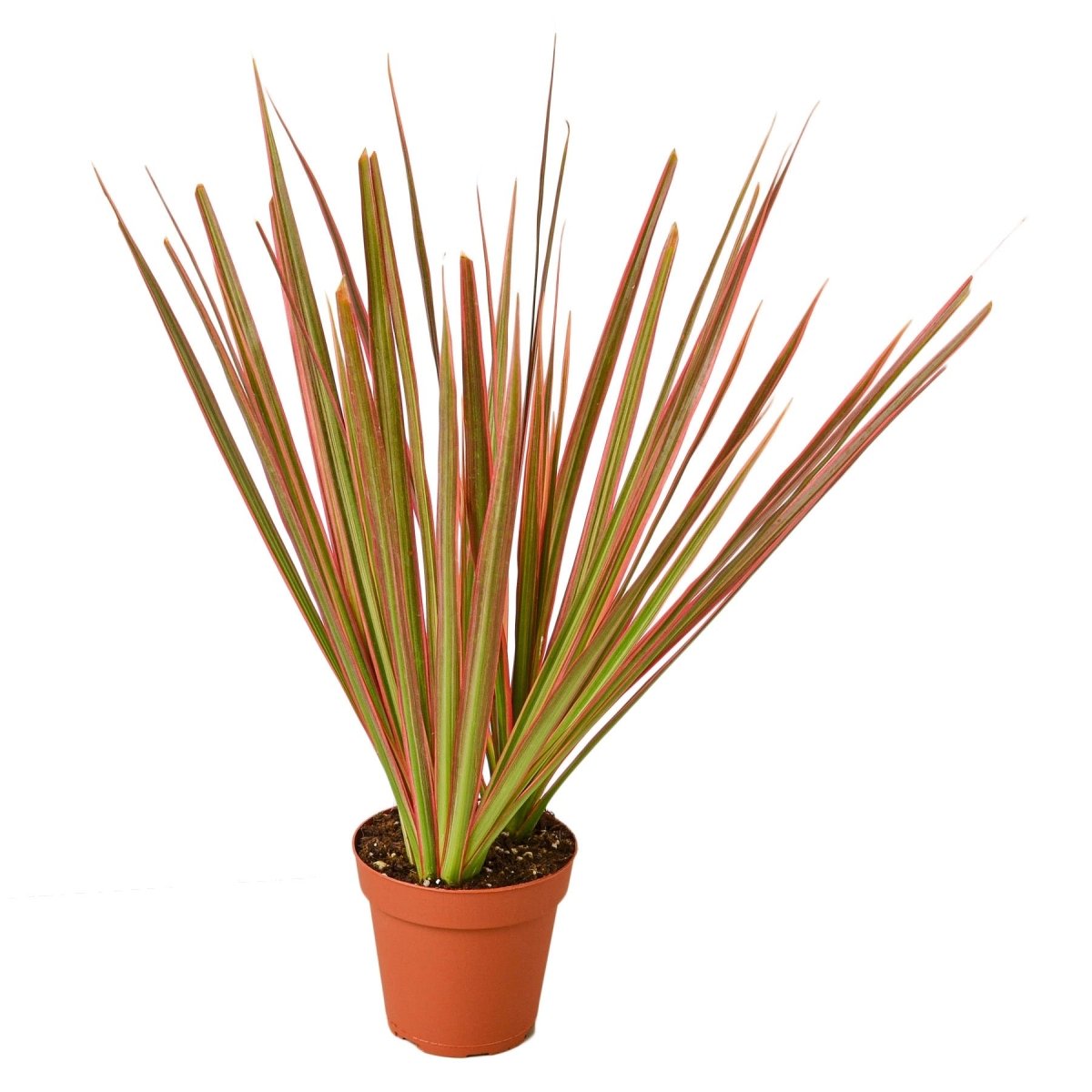 Dracaena 'Colorama' Indoor Plant - Mental Houseplants™