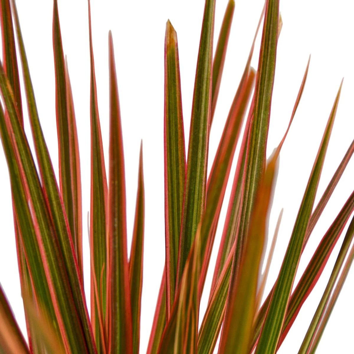 Dracaena 'Colorama' Indoor Plant - Mental Houseplants™