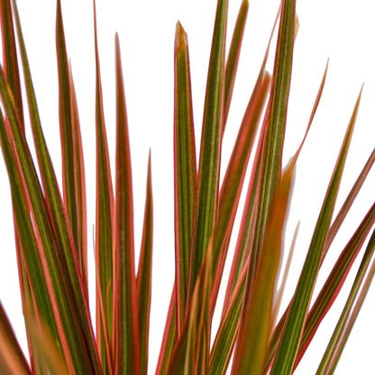 Dracaena 'Colorama' Indoor Plant - Mental Houseplants™