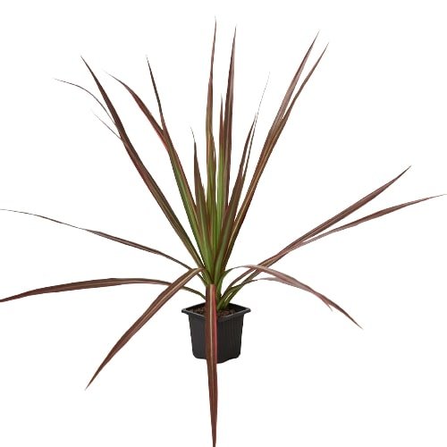 Dracaena 'Colorama' Indoor Plant - Mental Houseplants™