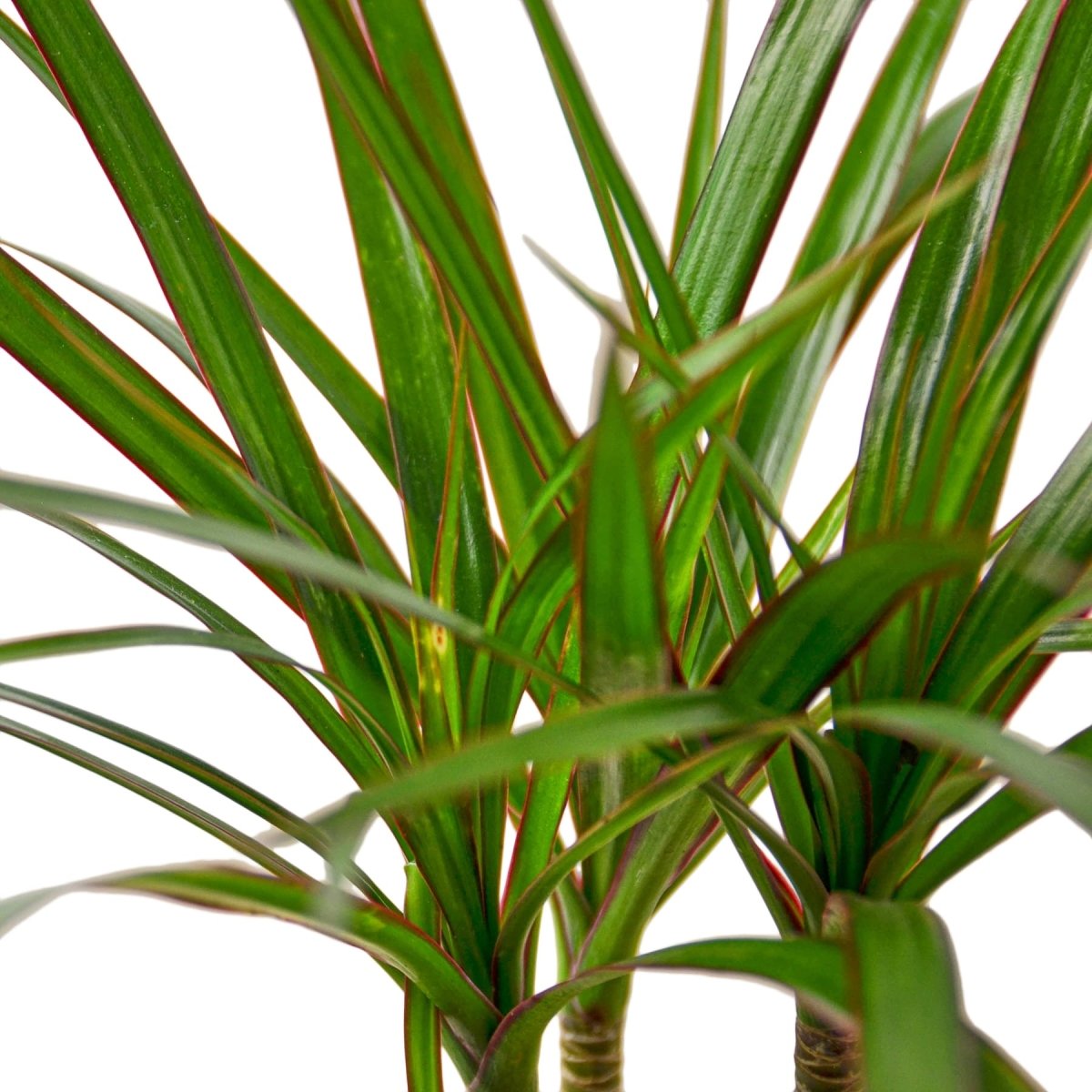 Dracaena 'Dragon Cane' Indoor Plant - Mental Houseplants™