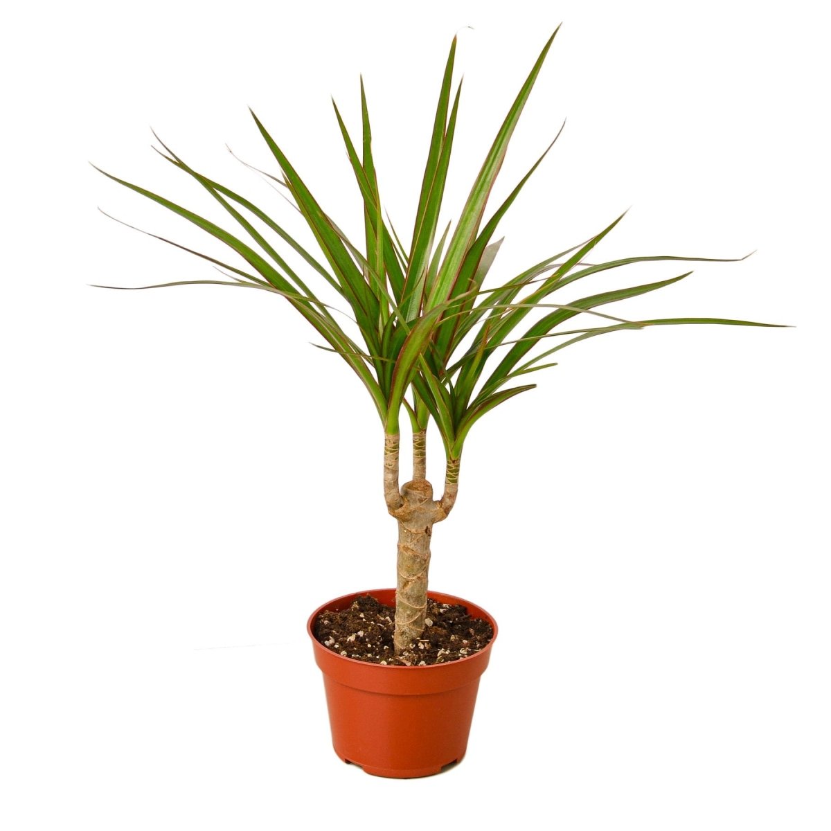 Dracaena 'Dragon Cane' Indoor Plant - Mental Houseplants™