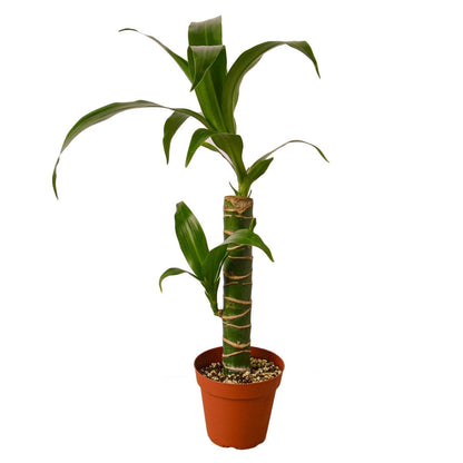 Dracaena 'Elegance' Indoor Plant - Mental Houseplants™