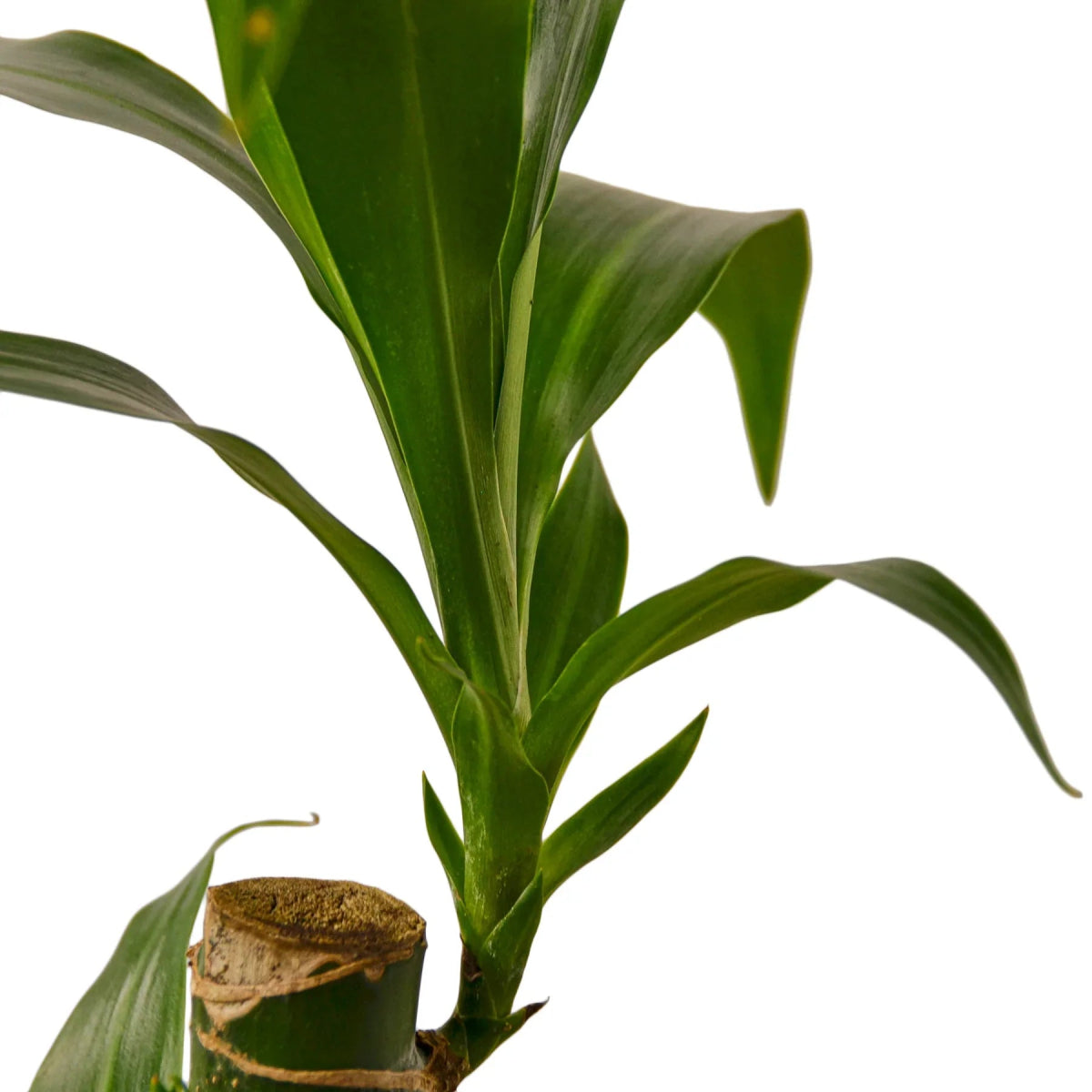 Dracaena 'Elegance' Indoor Plant - Mental Houseplants™