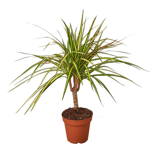 Dracaena 'Hawaiian Sunshine' Indoor Plant - Mental Houseplants™