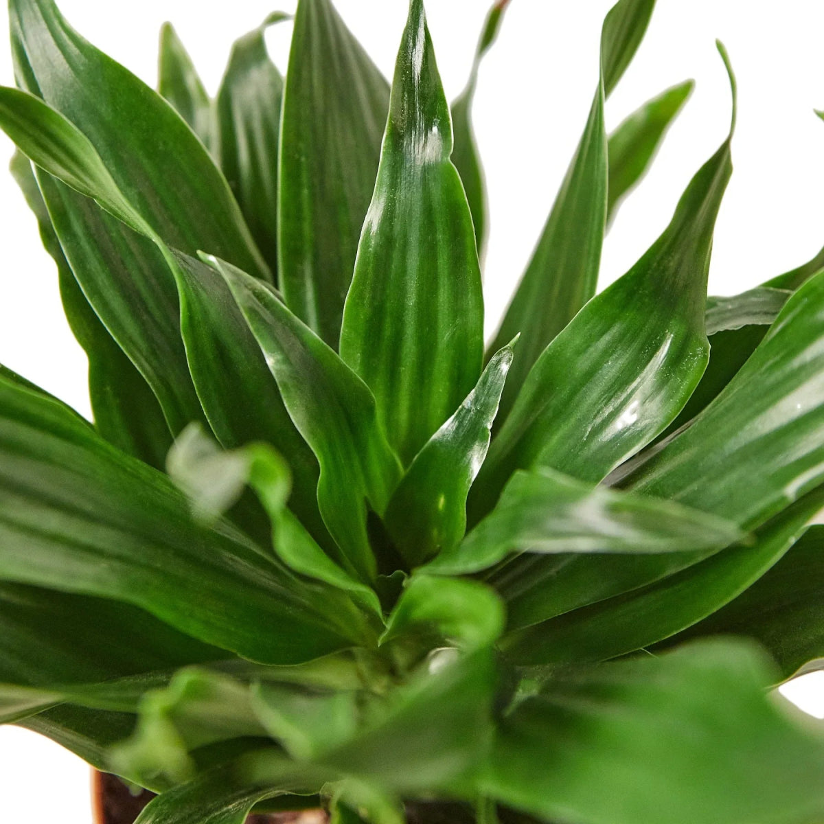 Dracaena 'Janet Craig' Indoor Plant - Mental Houseplants™