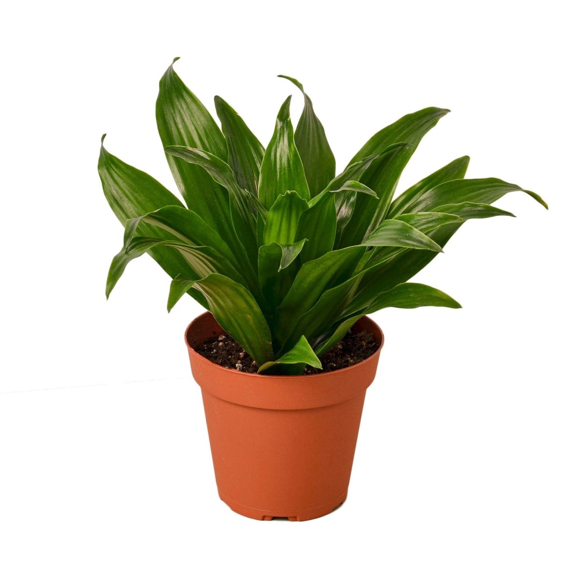 Dracaena 'Janet Craig' Indoor Plant - Mental Houseplants™