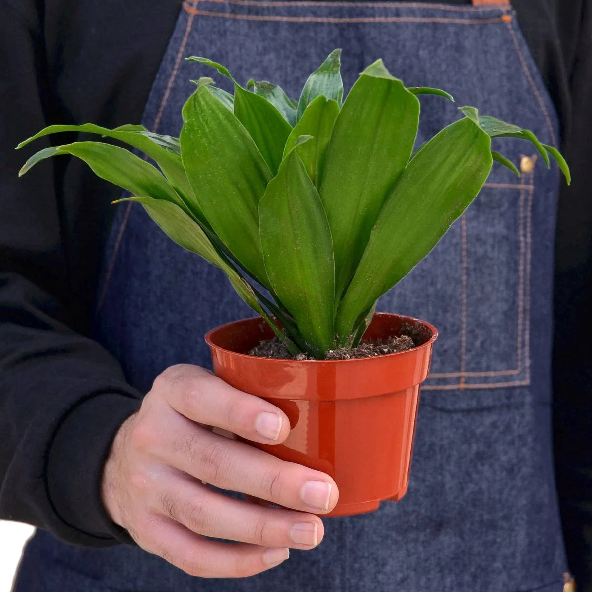 Dracaena 'Janet Craig' Indoor Plant - Mental Houseplants™