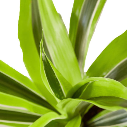 Dracaena 'Lemon Surprise' Indoor Plant - Mental Houseplants™