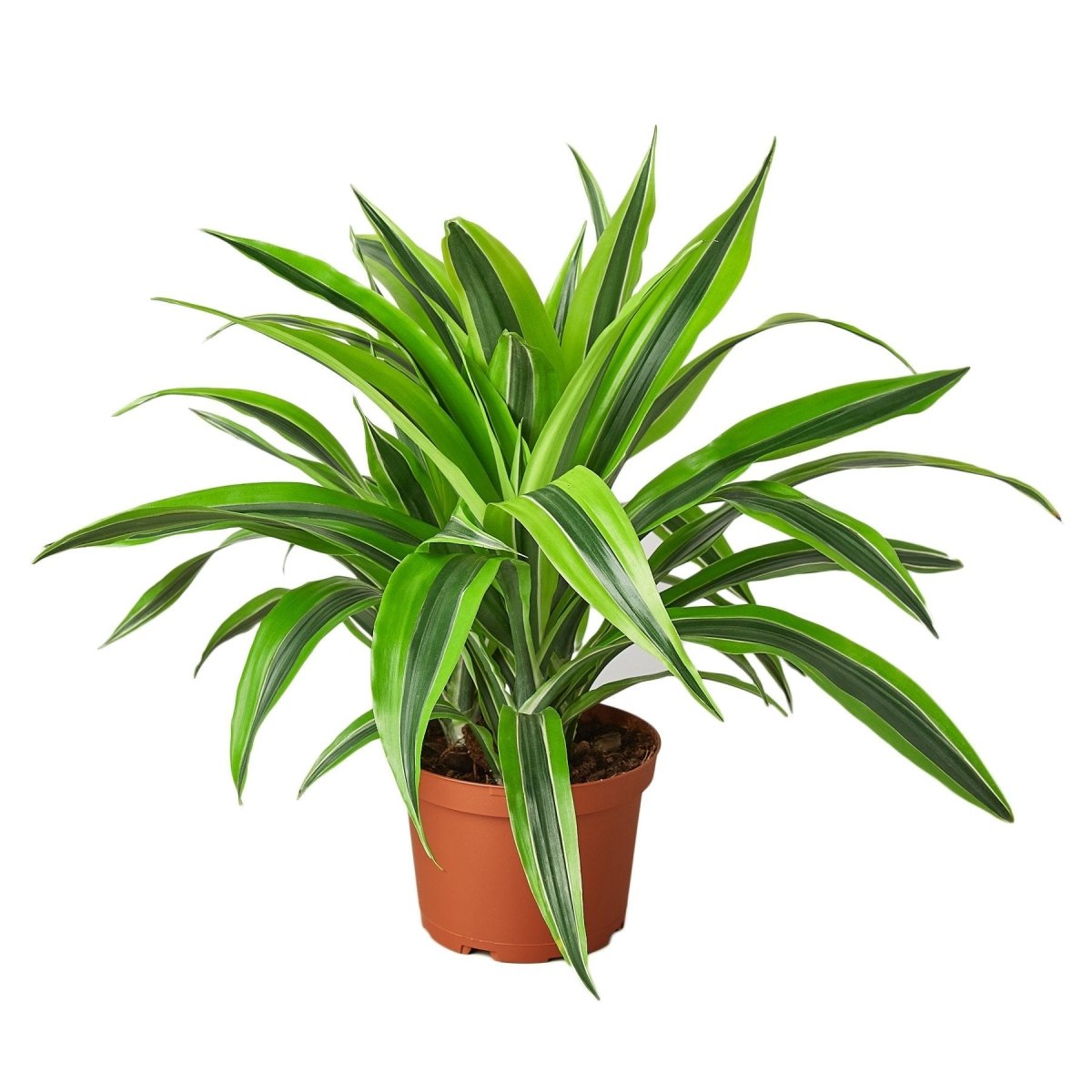 Dracaena 'Lemon Surprise' Indoor Plant - Mental Houseplants™