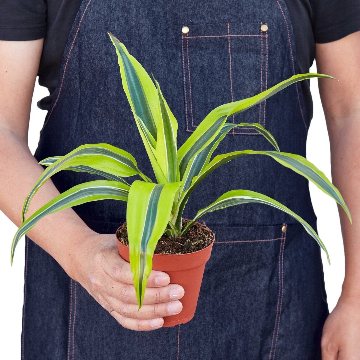 Dracaena 'Lemon Surprise' Indoor Plant - Mental Houseplants™