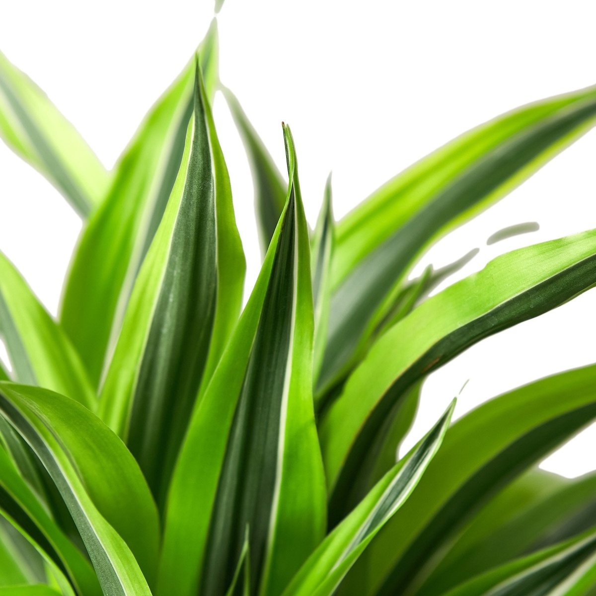 Dracaena 'Lemon Surprise' Indoor Plant - Mental Houseplants™