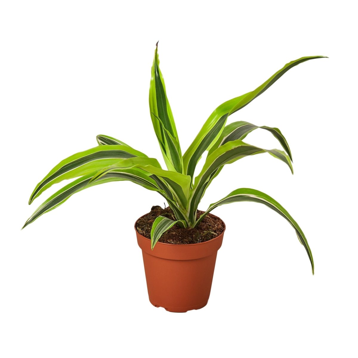 Dracaena 'Lemon Surprise' Indoor Plant - Mental Houseplants™