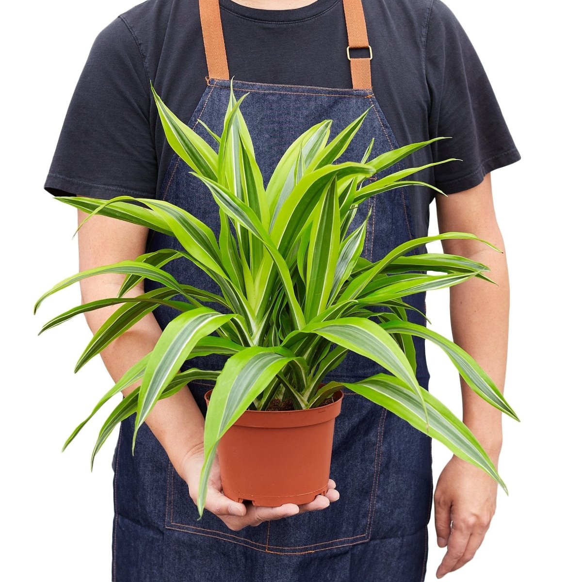 Dracaena 'Lemon Surprise' Indoor Plant - Mental Houseplants™