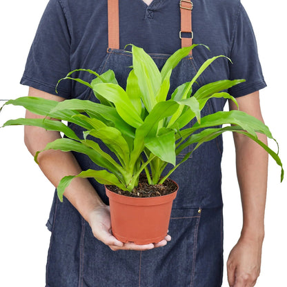 Dracaena 'Lime Light' Indoor Plant - Mental Houseplants™