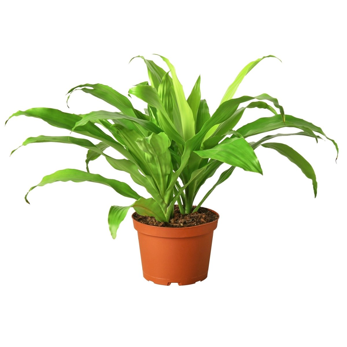 Dracaena 'Lime Light' Indoor Plant - Mental Houseplants™