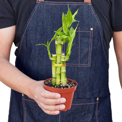 Dracaena 'Lucky Bamboo' Indoor Plant - Mental Houseplants™