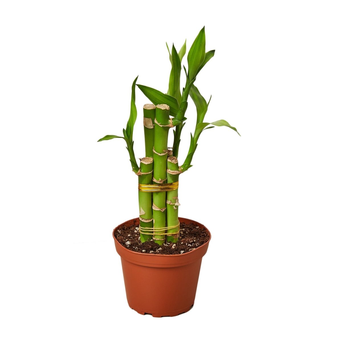 Dracaena 'Lucky Bamboo' Indoor Plant - Mental Houseplants™