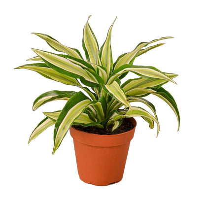 Dracaena 'Malaika' Indoor Plant - Mental Houseplants™