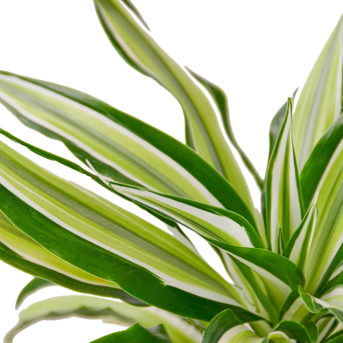 Dracaena 'Malaika' Indoor Plant - Mental Houseplants™