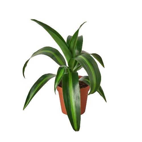 Dracaena 'Massangeana' Indoor Plant - Mental Houseplants™