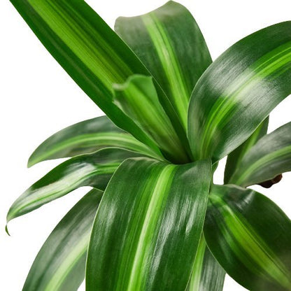 Dracaena 'Massangeana' Indoor Plant - Mental Houseplants™