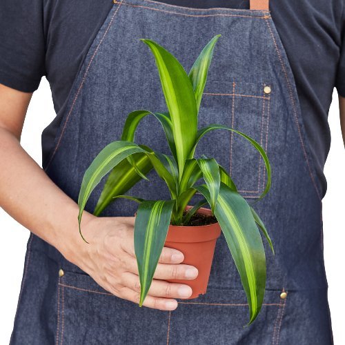 Dracaena 'Massangeana' Indoor Plant - Mental Houseplants™