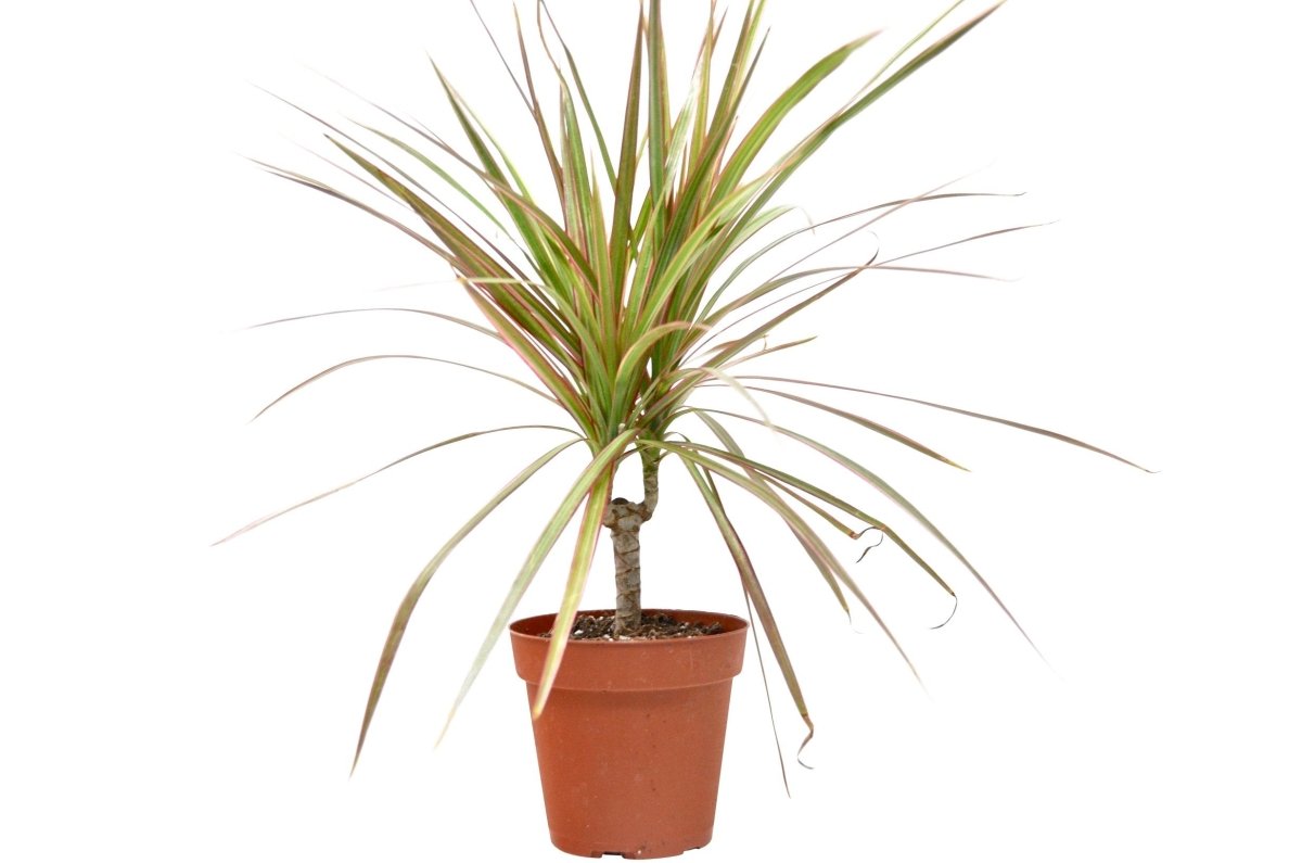 Dracaena 'Red Margined' Indoor Plant - Mental Houseplants™