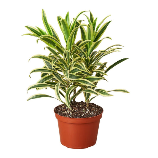 Dracaena 'Song of India' Indoor Plant - Mental Houseplants™