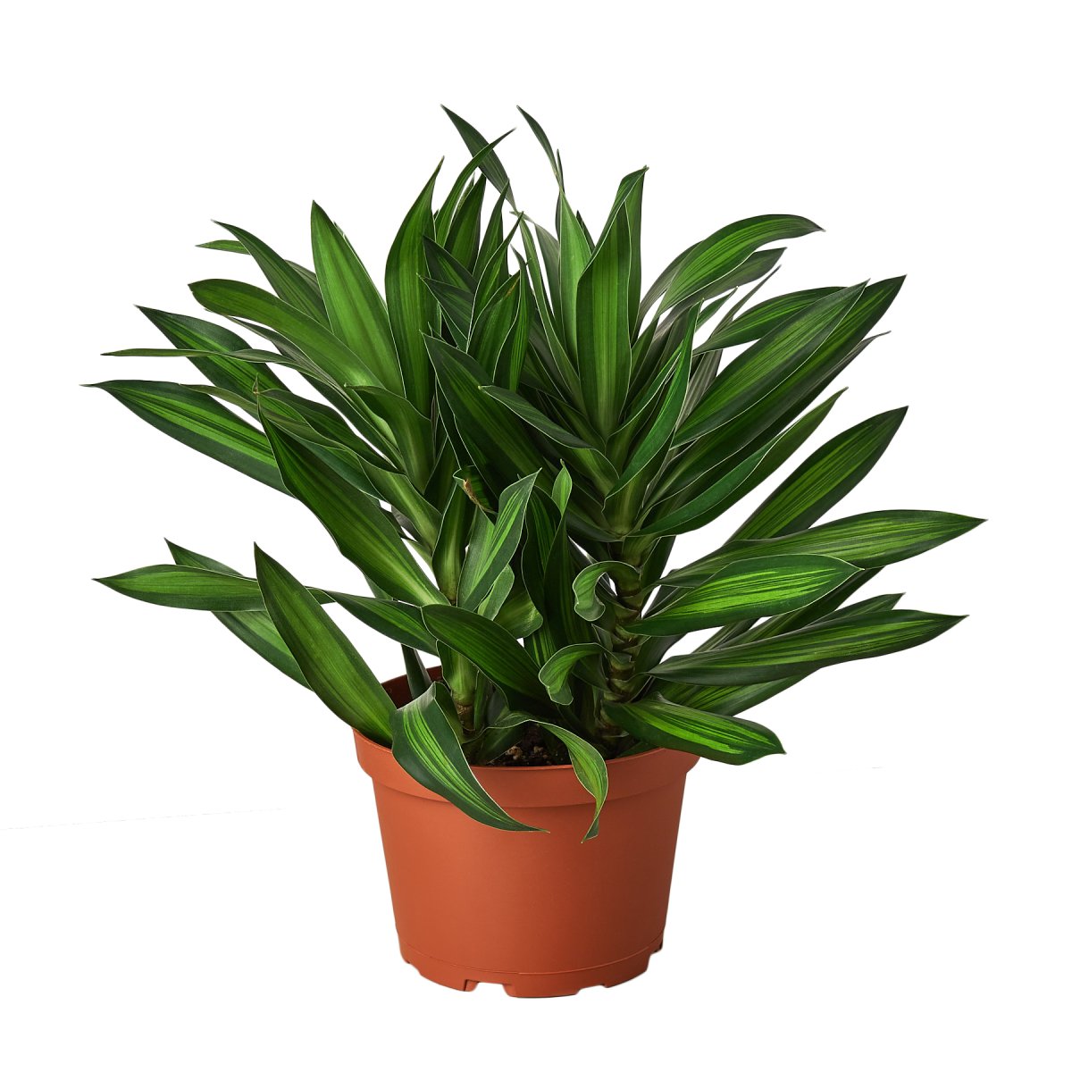 Dracaena 'Song of Jamaica' Indoor Plant - Mental Houseplants™