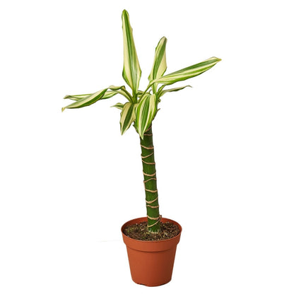 Dracaena 'Sted Sol Cane' Indoor Plant - Mental Houseplants™